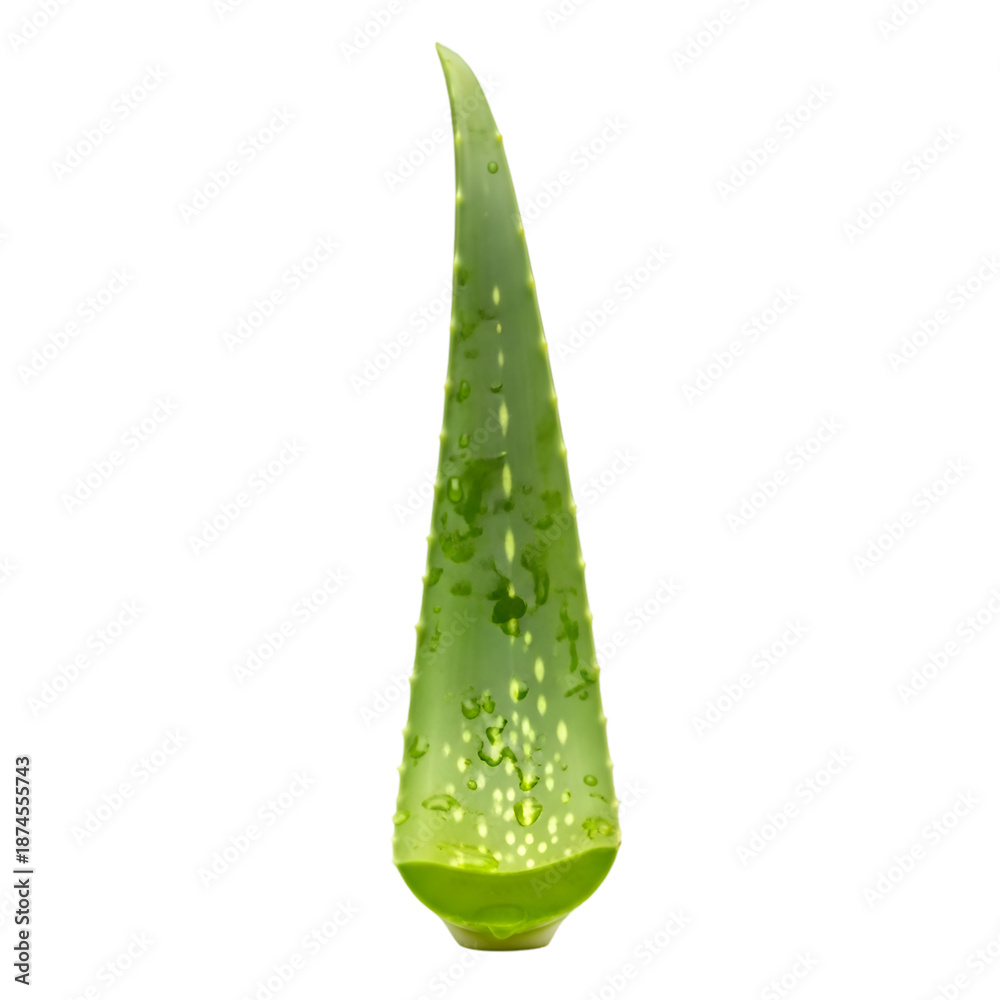 Fototapeta premium Fresh Aloe Vera Leaf Isolated on White Background