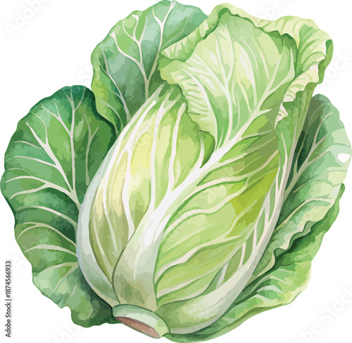 Chinese Cabbage Plant Watercolor Illustration Isolated on White Background