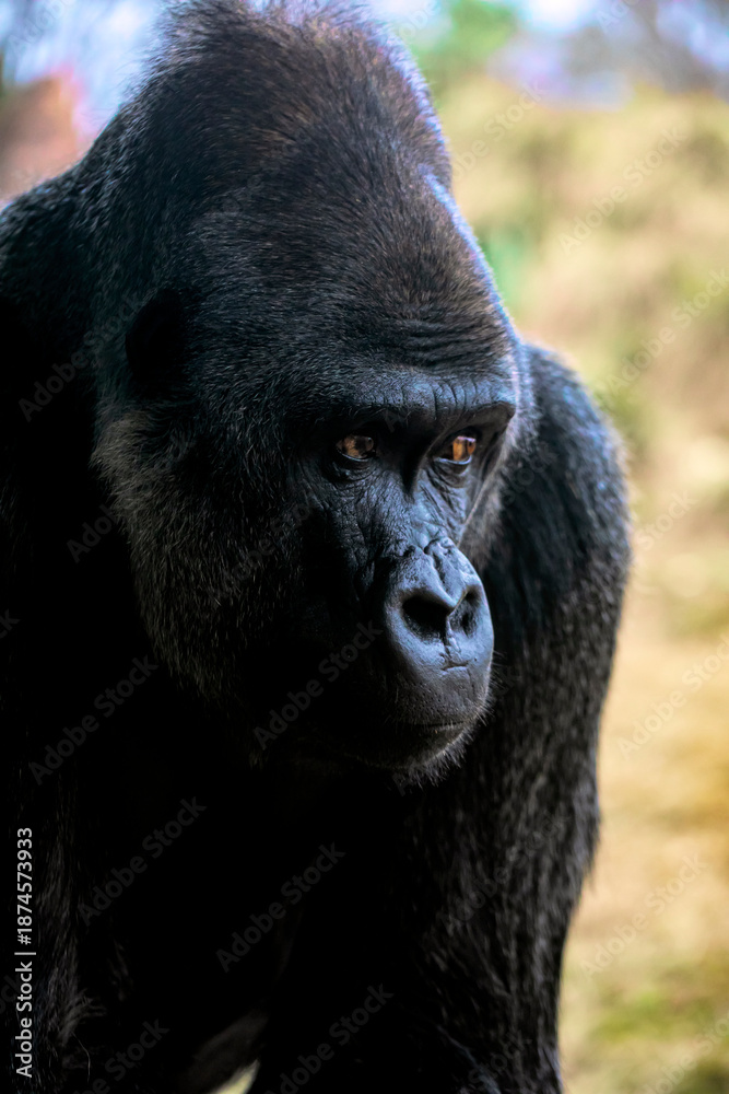 Obraz premium Gorilla with attitude