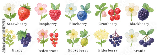 Watercolor berries and their flowers, color icon set, sign collection. Strawberries, raspberries, blueberries, cranberries, blackberries, grapes, etc. Forest and garden cliparts, traced vector