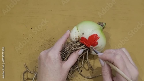 Treatment of the flower bulb from rot.