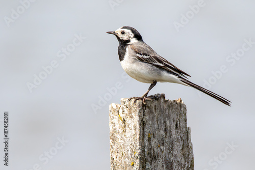 White wagtail perched on a wooden pole