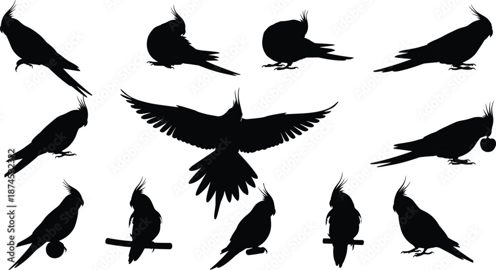 Obraz premium Black Silhouette Vector of Cockatiels in Various Poses Including Flying, Perching, and Holding Objects on White Background