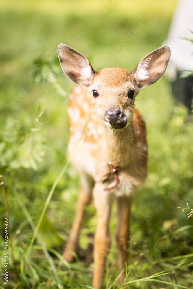 Fototapeta premium beautiful spotted deer on an autumn day in nature among hay 