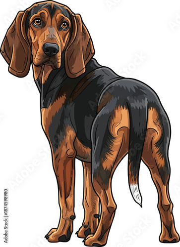 Polish Hound dog standing rear view looking back watchful pose