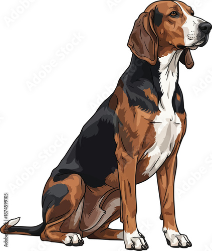 Polish Hound dog sitting relaxed attentive looking away watchful pose