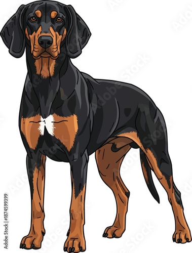 Polish Hound dog standing attentive facing front focused pose