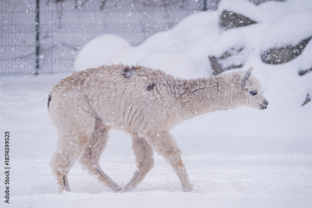 Fototapeta premium Winter landscape with cute alpaca animals in the snow