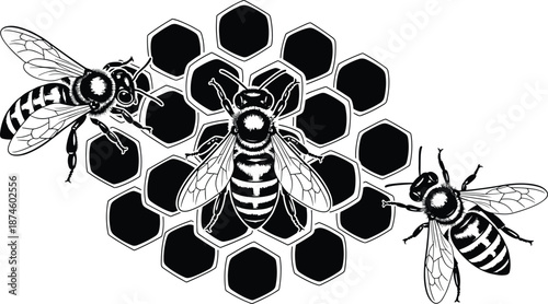 Honey bee and honeycomb illustration, pollination nature concept, black white vector design, beekeeping agriculture symbol isolated on white