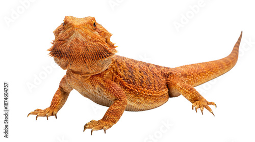 A bearded dragon standing on a transparent background with a black backdrop