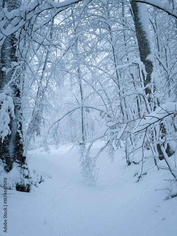 Fototapeta premium Untracked forest path covered with thick blanket of snow winds beneath trees, weighed down after fresh snowfall. Calm, fairytale winter atmosphere in remote woodland landscape during a snowstorm.
