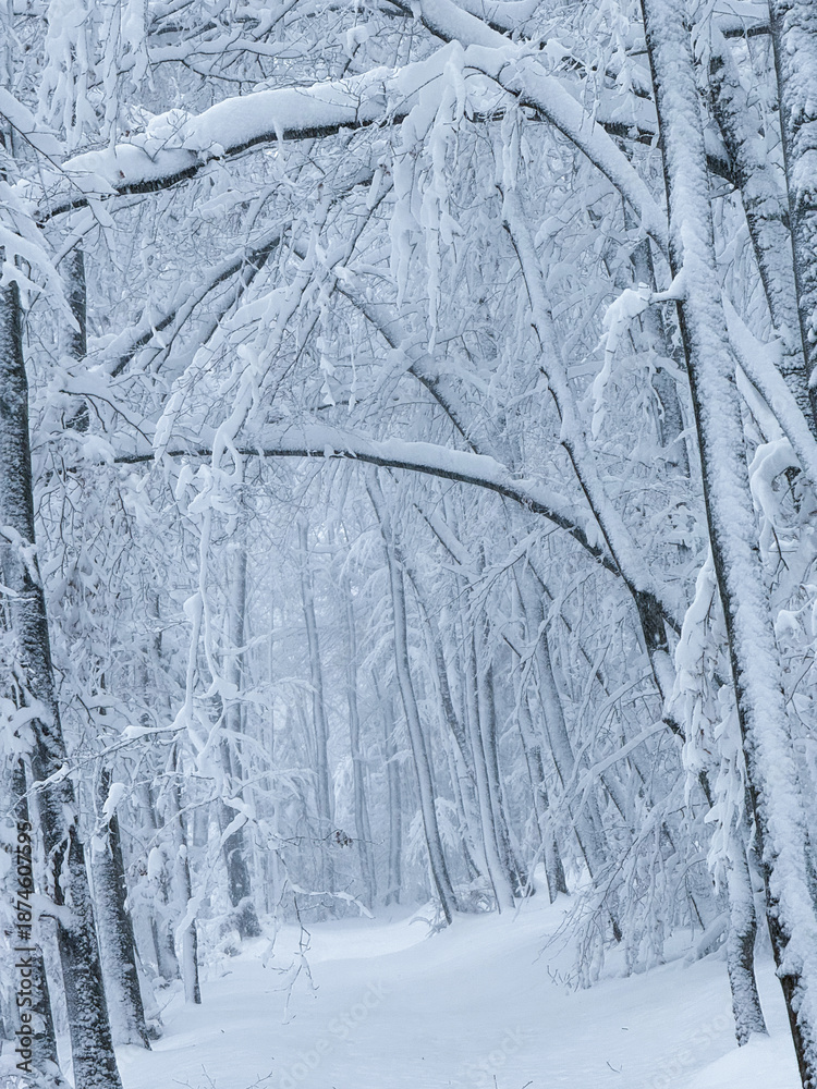 Fototapeta premium Snowy trees arch overhead to form a natural tunnel along a quiet forest path. Pristine woodland nature as magical winter wonderland with deep snow, soft light, and a strong sense of calm and isolation