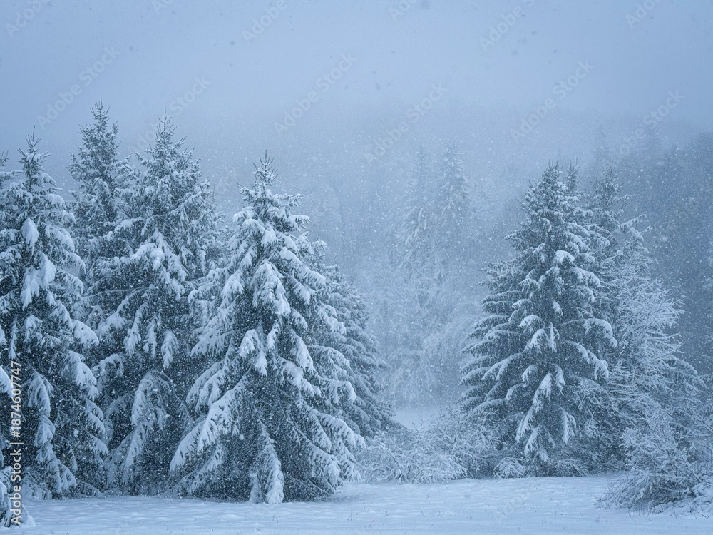 Fototapeta premium Heavy snow falls over a dense evergreen forest, with layered fir trees fading into mist. Quiet beauty of a remote winter landscape with falling snow. Winter wonderland in the untouched wilderness.