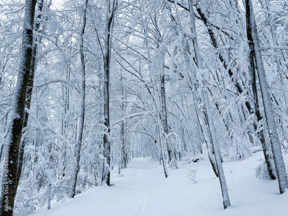 Naklejka premium Narrow trail disappears into a winter forest filled with bare trees coated in fresh snow. Untouched snow and soft blue tones convey silence, cold and peaceful isolation of a deep winter landscape.