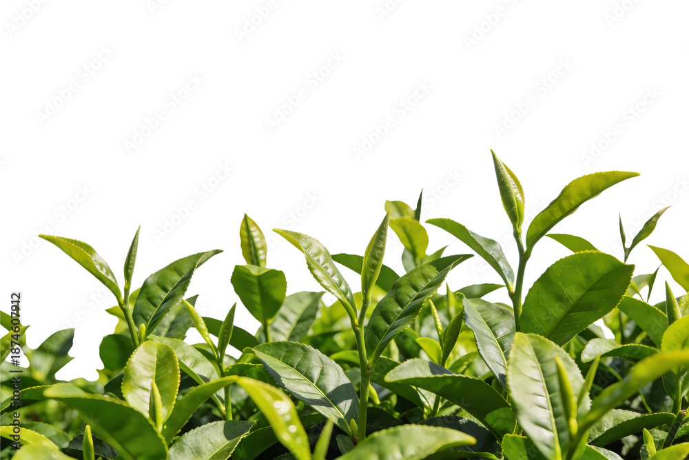 Obraz premium tea plant without background