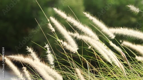 Slow motion feather Grass. White grass flowers sway gently in breeze by warm sunlight. Blurry background of hill trees and sky. Tranquil natural outdoor slow motion. Close up nature grass background.