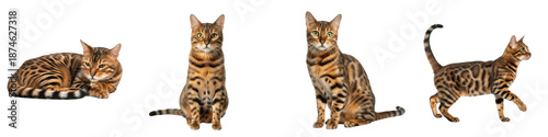 Tableau sur toile Set of Bengal Cat Exotic Spotted and Marbled Breed Portraits, Wild-Looking Domes
