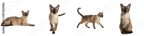 Fotografija Set of Siamese Cat Elegant Blue-Eyed Colorpoint Breed Portraits, Slender Short-H