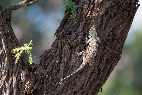 Agama lizard against tree bark