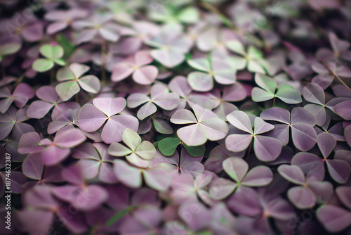 Close-up view of vibrant purple clover leaves with delicate textures, showcasing nature's beauty and intricate patterns in a lush green environment, ideal for botanical themes