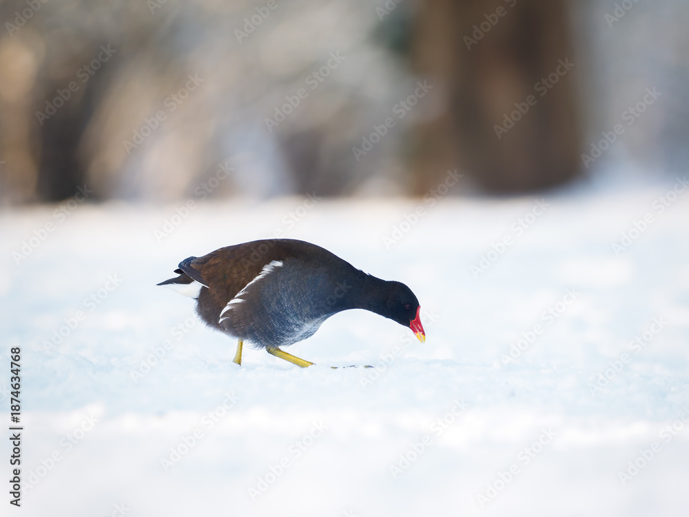 Obraz premium Gallinule poule-d’eau observée en hiver, marchant et se nourrissant sur la neige et la glace en bord de plan d’eau, illustrant l’adaptation des oiseaux aquatiques aux conditions hivernales.