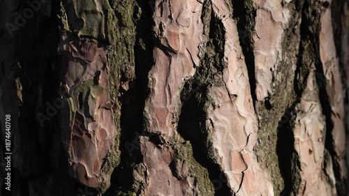 close-up of coniferous tree bark, texture