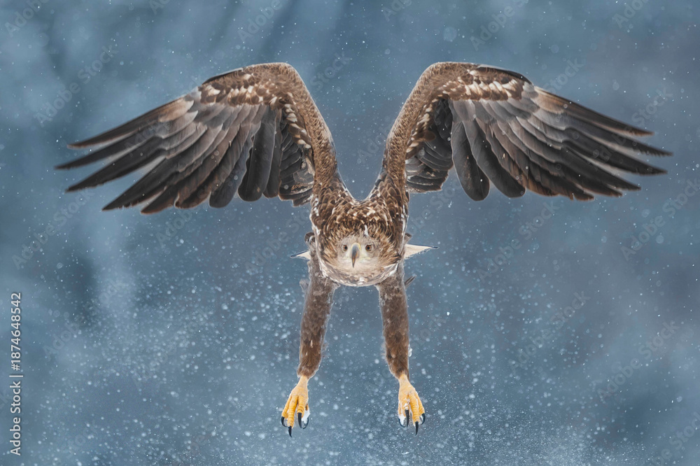 Fototapeta premium Seeadler Close Up