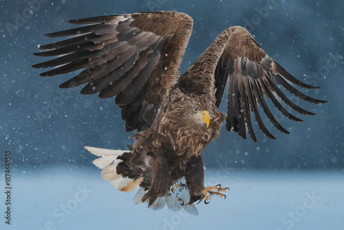 Seeadler Close Up