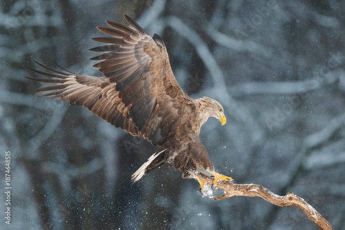 Seeadler Close Up
