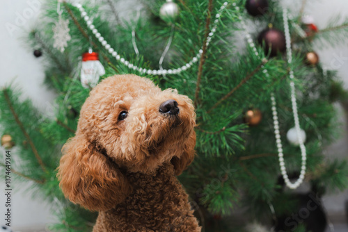 Photos Curious Dog Admiring Decorations, Brown Poodle With Bright Eyes Exploring Holida