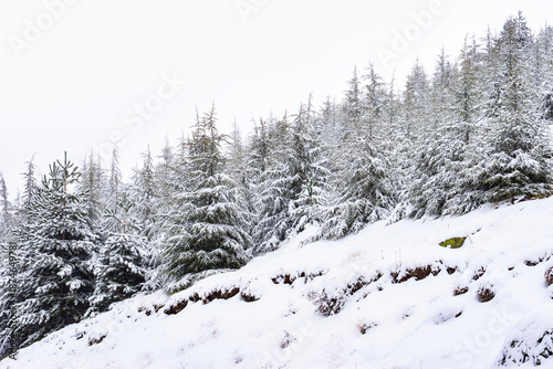 Snowy pine tree forest creating winter landscape background
