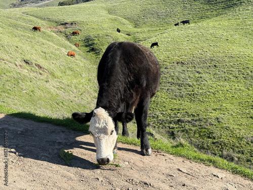 White faced black heifer lowering head beside compacted dirt footpath on steep grassy hillside while scattered herd animals graze across sunlit rolling pasture terrain