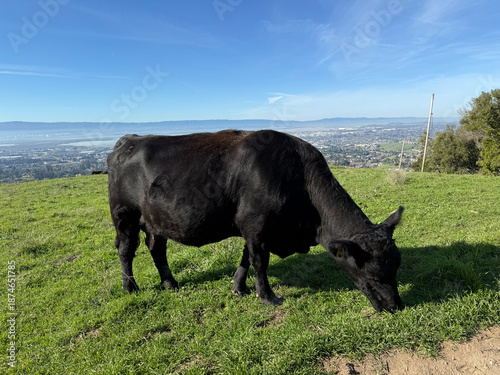 Free roaming ranch black coated beef cattle grazing short grass atop elevated pasture overlooking San Francisco Bay