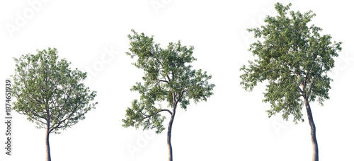 Set of European aspen (Populus tremula, common aspen, Eurasian aspen) frontal street trees isolated png on a transparent background perfectly cutout