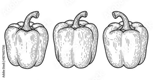 Vintage bell pepper sketch trio in black and white line art style