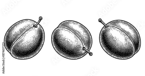Vintage engraving of three plums with detailed texture on white background