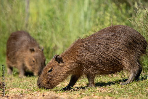 Wallpaper Mural carpincho capibara Torontodigital.ca
