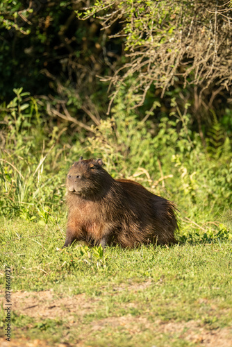 Tapety artystyczne carpincho capibara