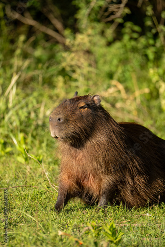 Tapety artystyczne carpincho capibara