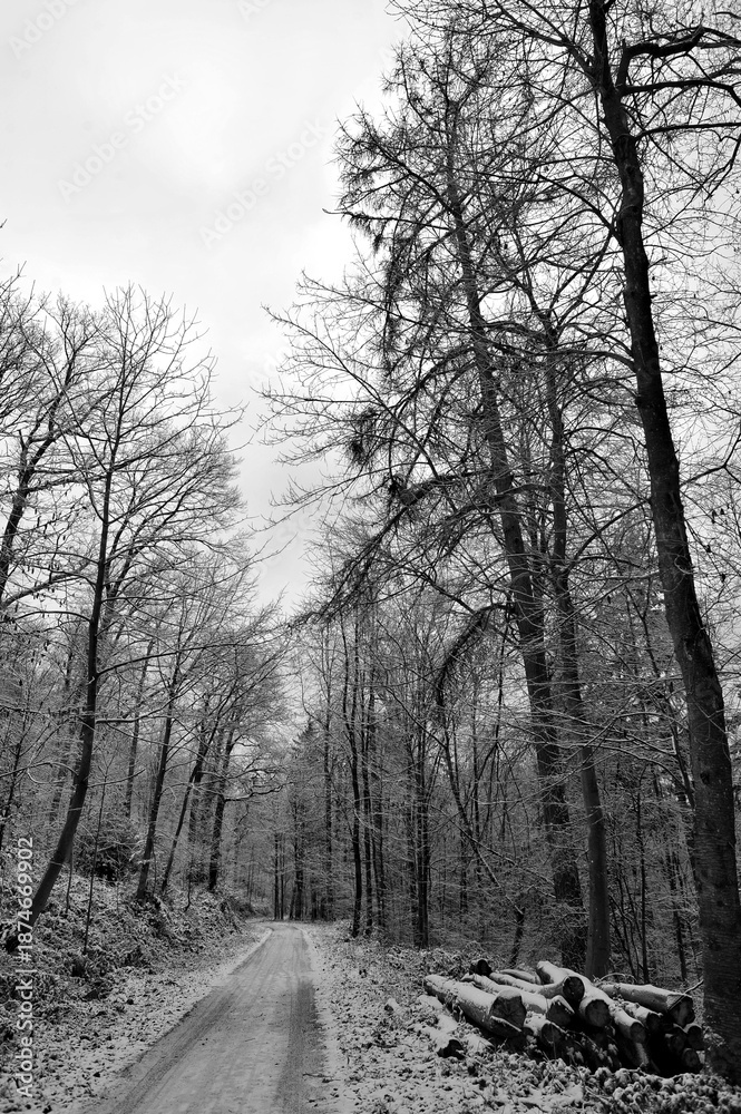 Obraz premium Winding Route With Freshly Cut Wood Layers, Path Alongside Stacked Logs And Snow Marked Edge Scene