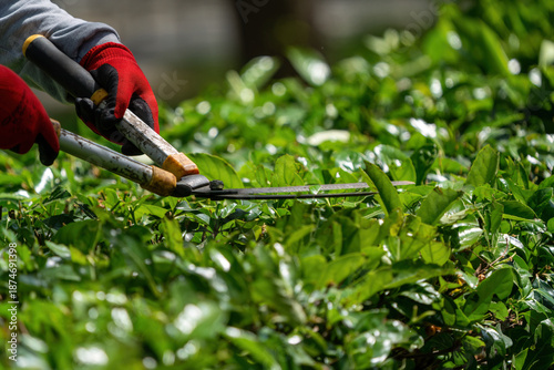 The gardener is moving the plant fences. Plant trimming operations.