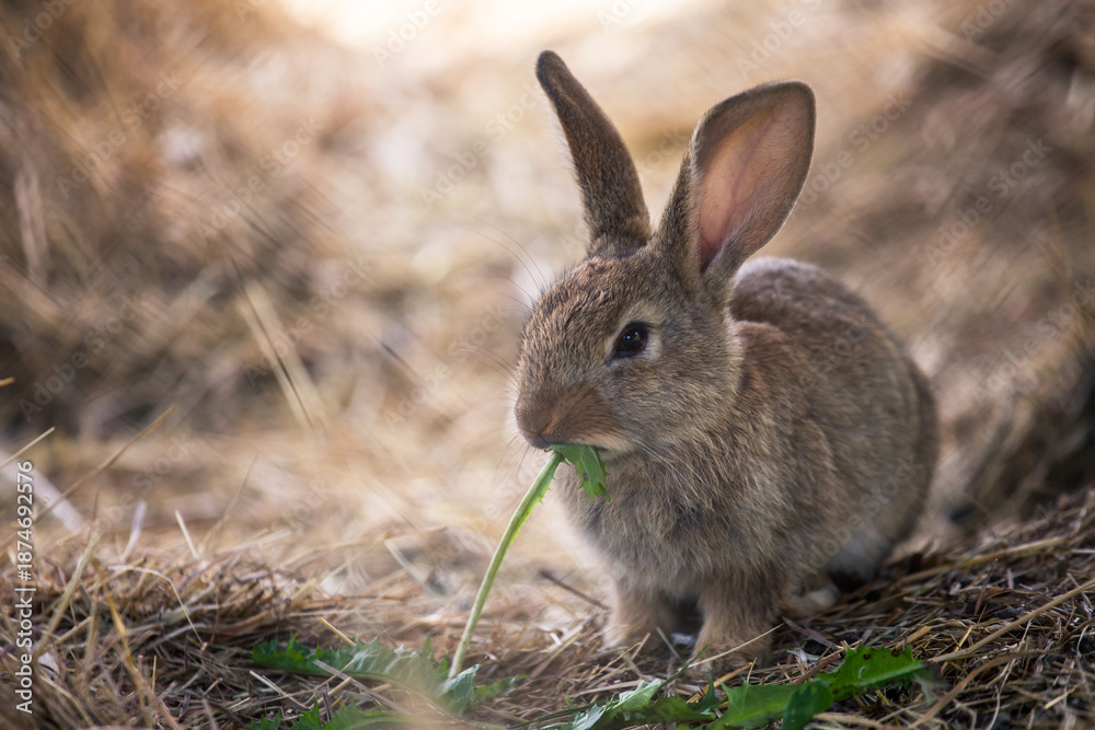 Fototapeta premium Rabbit
