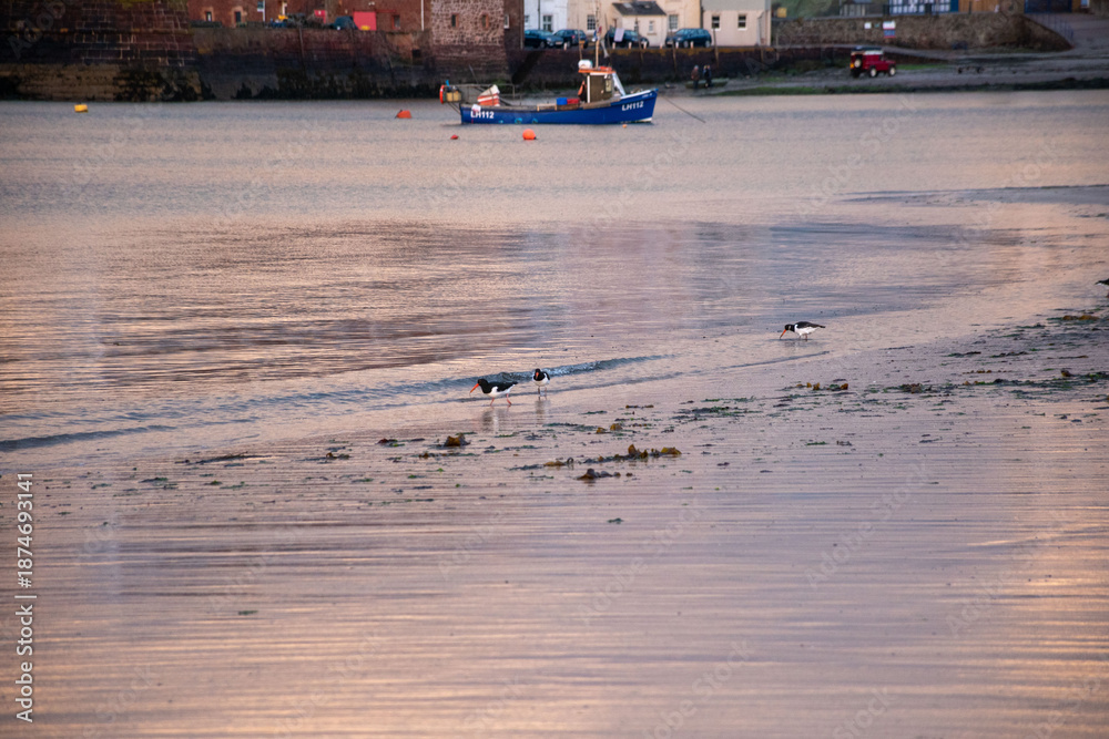 Obraz premium North Berwick, Scotland - 14 April 2025. Three oystercatchers walking along the beach during sunset, reflecting serene coastal life and the beauty of nature.