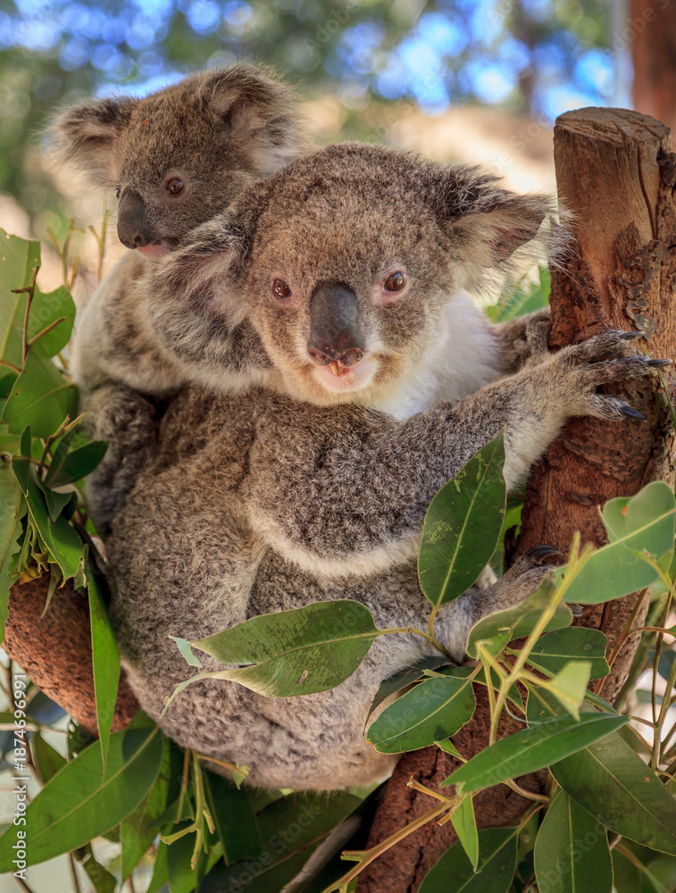 Fototapeta premium Wild Animal Park