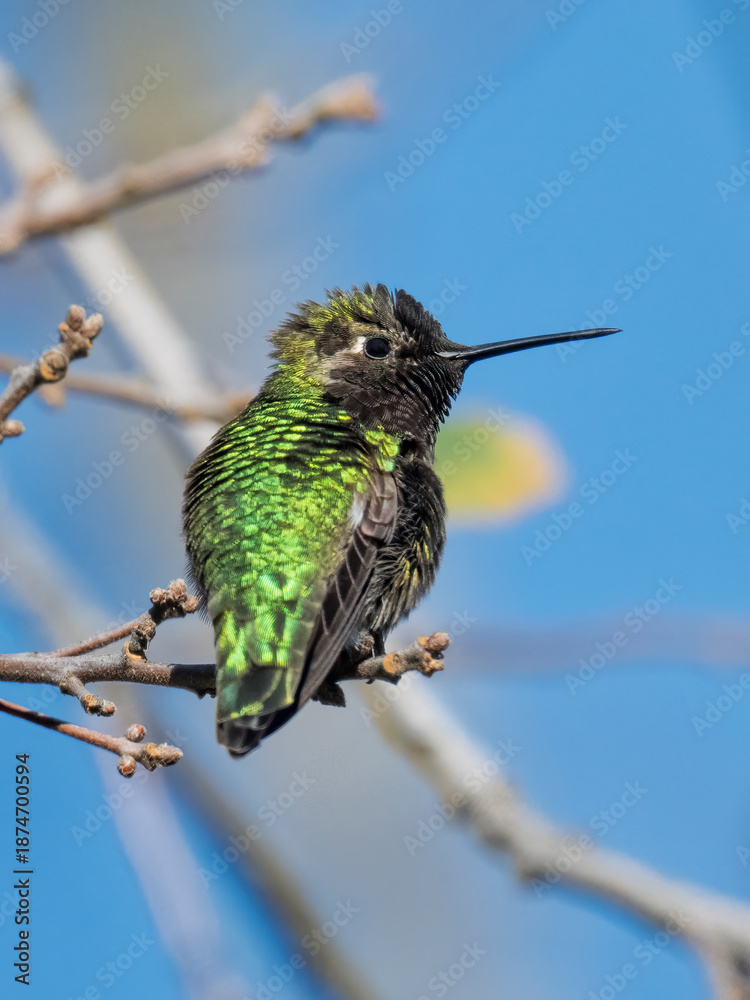 Fototapeta premium Male Anna's Hummingbird Perched on a Bare Branch in Bright Sunlight