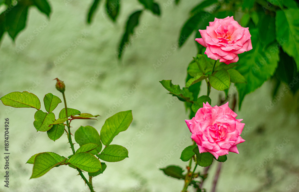 Fototapeta premium botão de rosa cor de rosa e rosa aberta