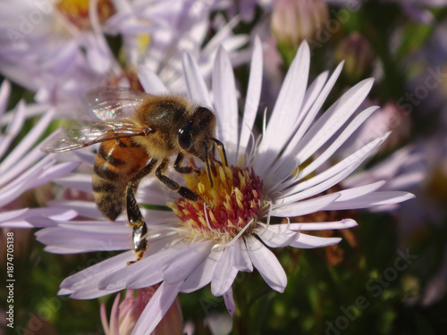 The western honey bee (Apis mellifera), also known as the European honey bee, worker feeding on a pink aster flower
