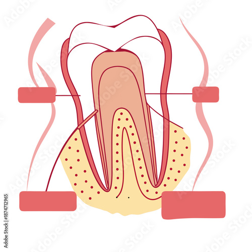 Human tooth anatomy diagram root periodontal tissues, dental education template