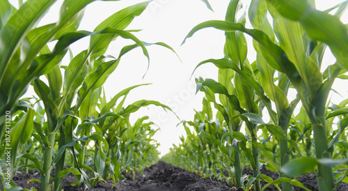 Tableau sur toile Young corn plants growing in cultivated field, low angle view
