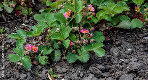 Hybrid strawberry with a pink flowers. Garden strawberry - Fragaria Comarum Pink Panda